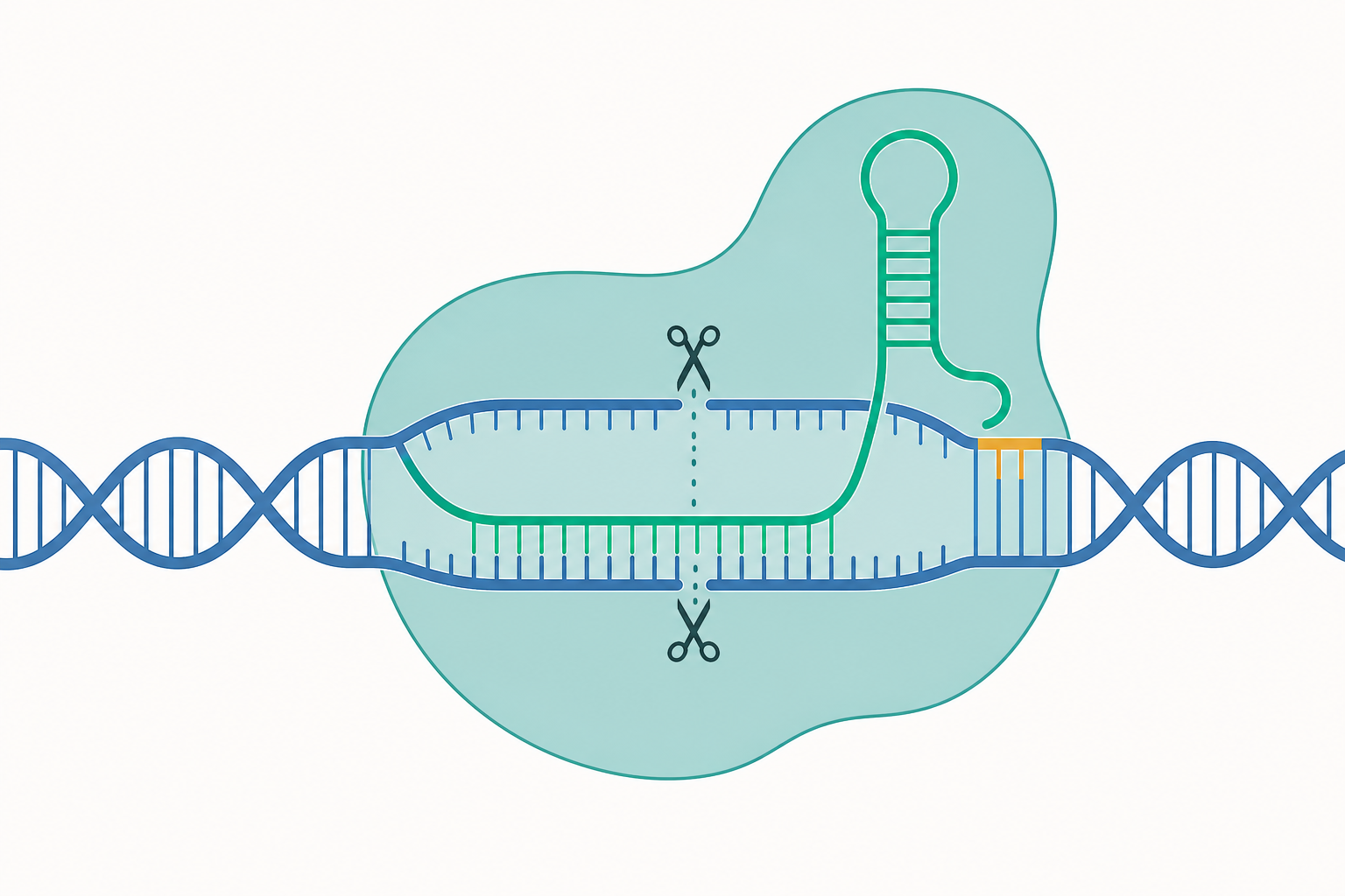 CRISPR–Cas9 基因編輯的機制與應用概念示意圖